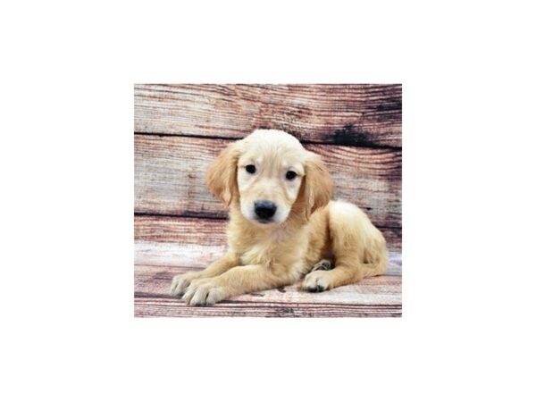 Golden Retriever-DOG-Female-Golden-1212-Petland Katy - Houston, Texas