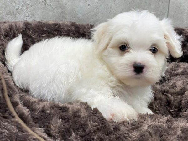 Maltese-DOG-Male-White-1199-Petland Katy - Houston, Texas