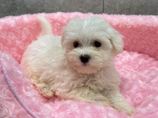 Maltese-DOG-Female-White-1195-Petland Katy - Houston, Texas