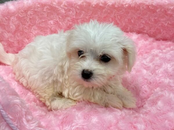 Maltese-DOG-Female-White-1196-Petland Katy - Houston, Texas