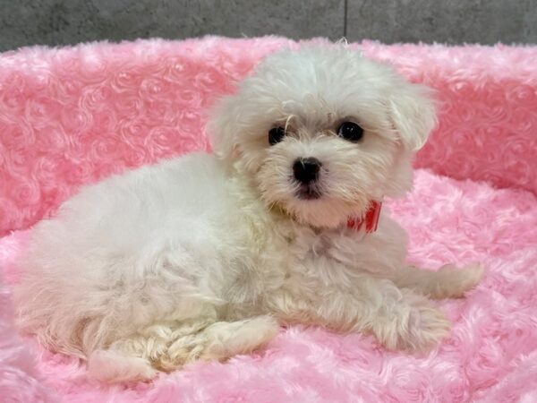 Maltese-DOG-Female-White-1197-Petland Katy - Houston, Texas