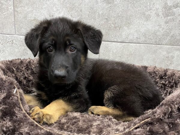 German Shepherd-DOG-Male-Black & Tan-1203-Petland Katy - Houston, Texas