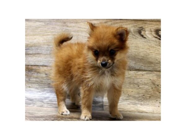 Pomeranian-DOG-Female-Red Sable-1220-Petland Katy - Houston, Texas