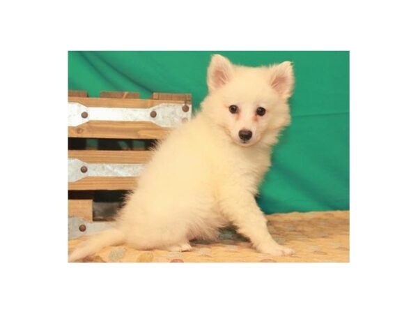 American Eskimo-DOG-Female-White-1223-Petland Katy - Houston, Texas