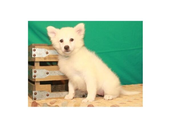 American Eskimo-DOG-Female-White-1224-Petland Katy - Houston, Texas