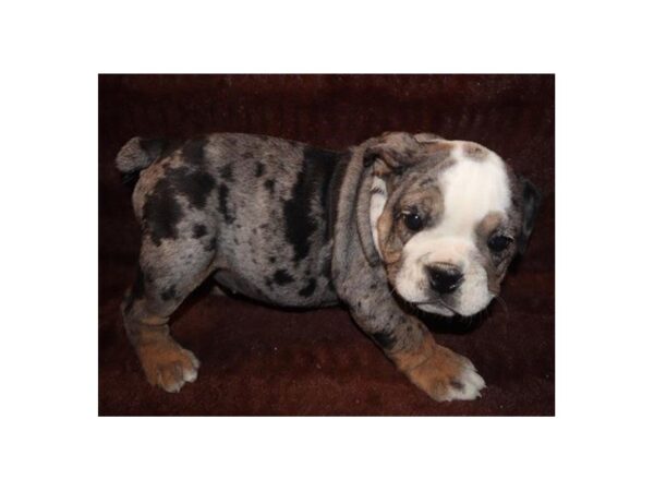 English Bulldog-DOG-Female-Blue Merle-1232-Petland Katy - Houston, Texas
