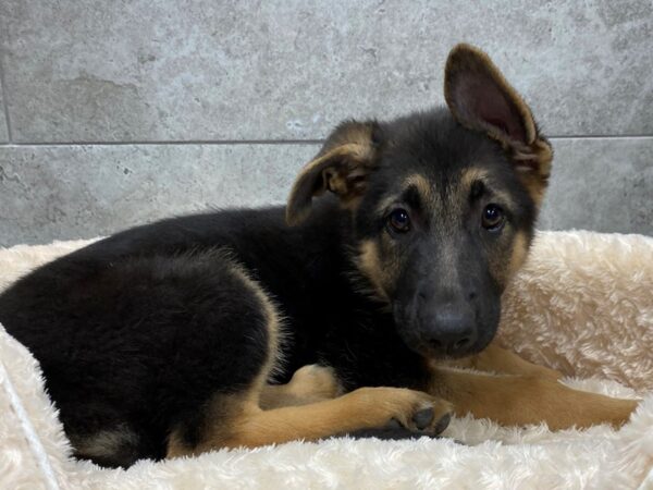 German Shepherd-DOG-Female-Black & Tan-1230-Petland Katy - Houston, Texas