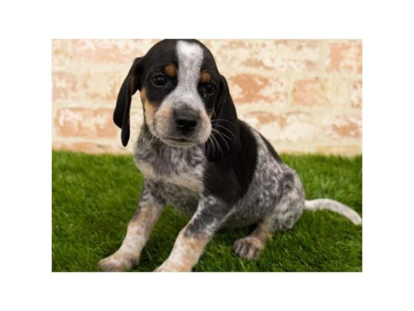 Beagle-DOG-Male-Black, White & Tan Ticked-1237-Petland Katy - Houston, Texas