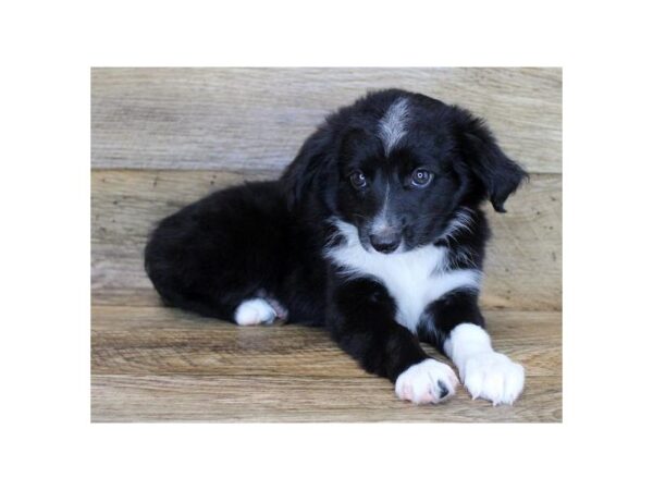 Miniature Australian Shepherd-DOG-Female-Black & White-1242-Petland Katy - Houston, Texas