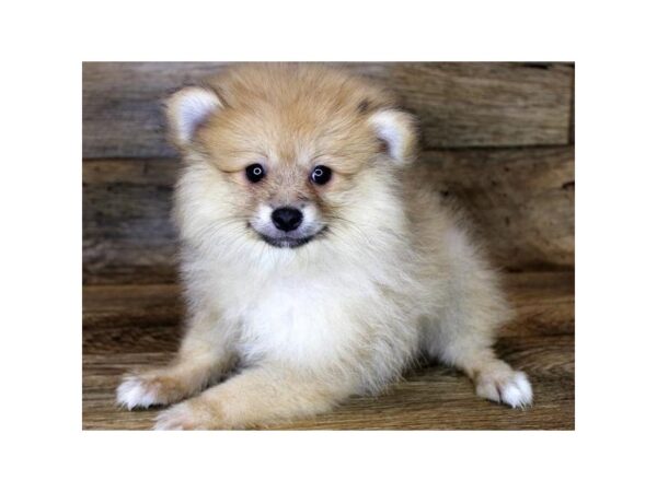 Pomeranian-DOG-Male-Orange-1243-Petland Katy - Houston, Texas