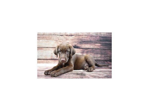 Labrador Retriever-DOG-Male-Chocolate-1256-Petland Katy - Houston, Texas