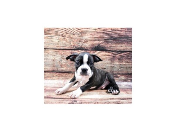 Boston Terrier-DOG-Male-Brindle and White-1255-Petland Katy - Houston, Texas