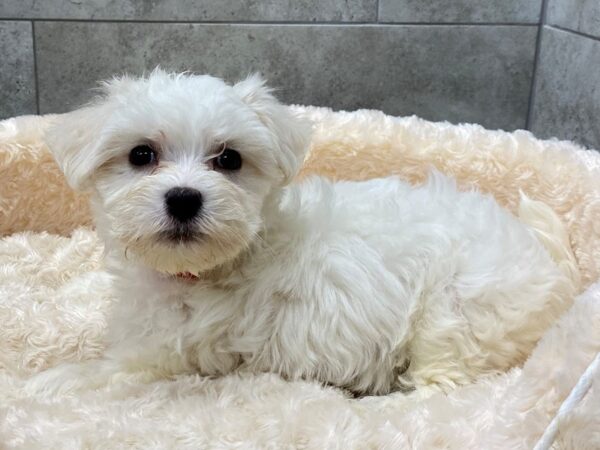 Maltese-DOG-Female-White-1248-Petland Katy - Houston, Texas