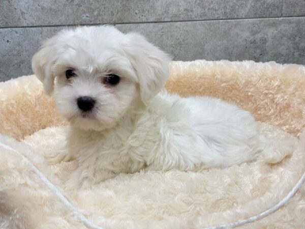 Maltese-DOG-Female-White-1250-Petland Katy - Houston, Texas