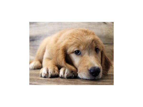 Golden Retriever-DOG-Female-Golden-1260-Petland Katy - Houston, Texas