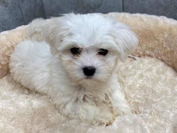 Maltese-DOG-Female-White-1249-Petland Katy - Houston, Texas