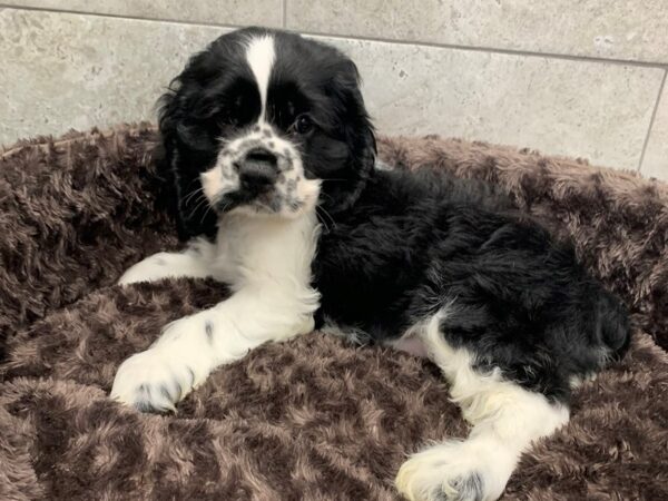 Cocker Spaniel-DOG-Male-Black Parti-1268-Petland Katy - Houston, Texas