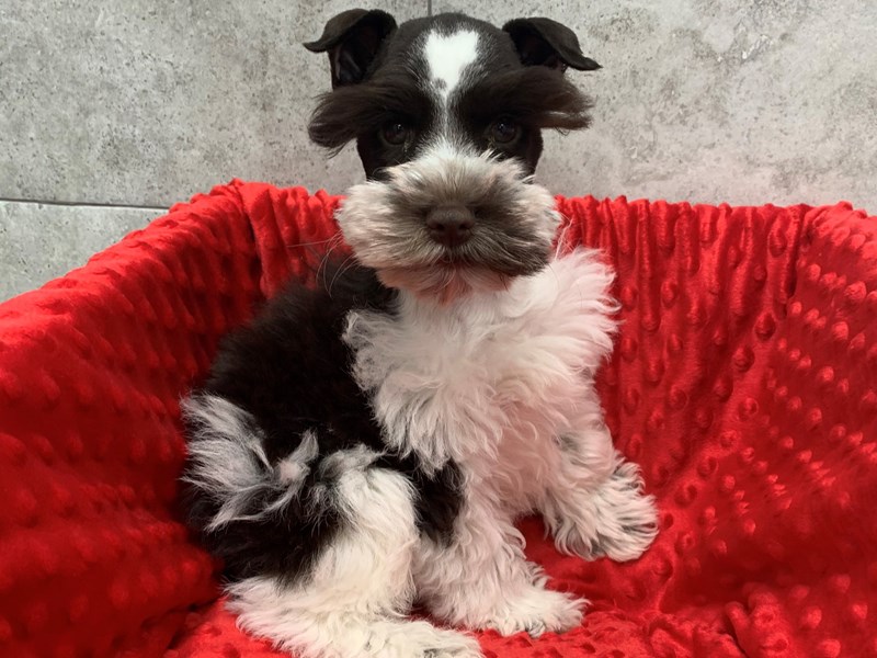Miniature Schnauzer Puppies Petland Katy Houston, Texas