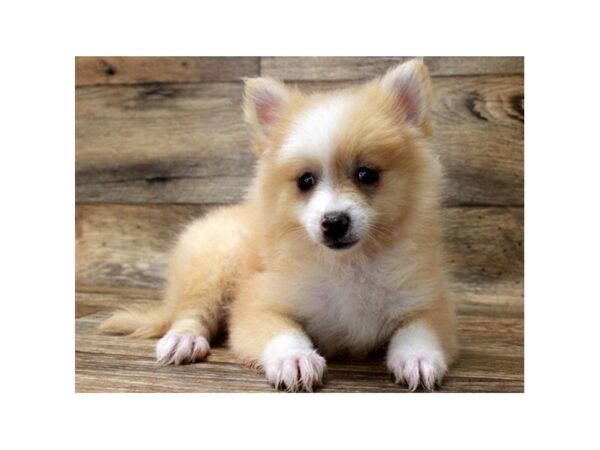 Pomeranian-DOG-Female-Cream w/White-1301-Petland Katy - Houston, Texas