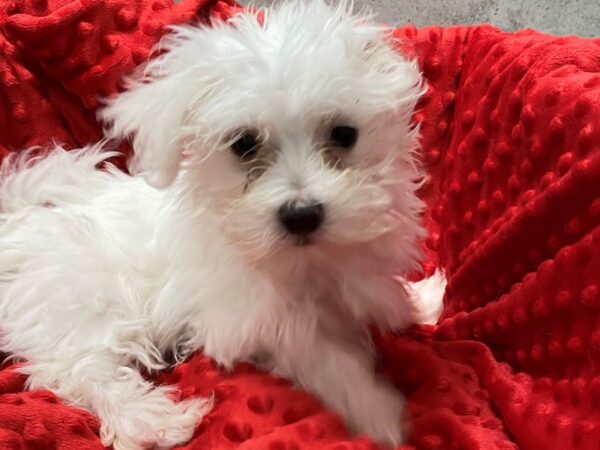 Maltese-DOG-Female-White-1264-Petland Katy - Houston, Texas