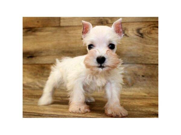 Miniature Schnauzer-DOG-Female-White-1321-Petland Katy - Houston, Texas