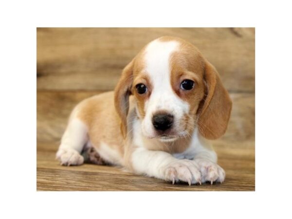 Beagle-DOG-Female-Lemon & White-1320-Petland Katy - Houston, Texas