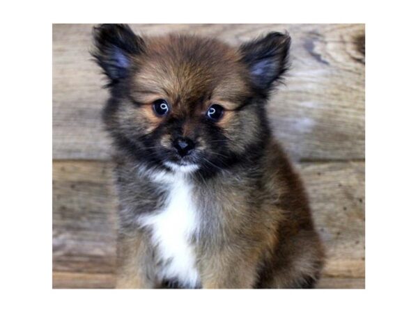 Pomeranian-DOG-Female-Red Sable-1336-Petland Katy - Houston, Texas