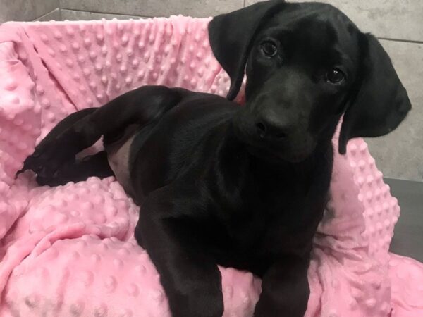 Labrador Retriever-DOG-Female-Black-1308-Petland Katy - Houston, Texas