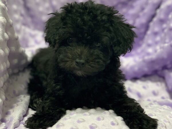 Miniature Poodle-DOG-Female-Black & White-1330-Petland Katy - Houston, Texas