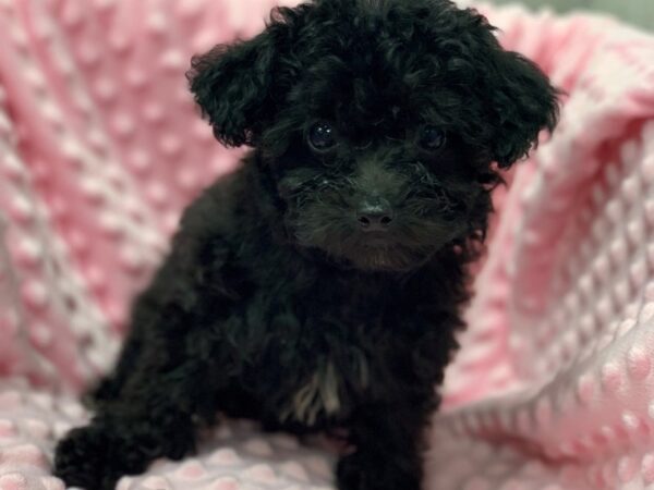 Miniature Poodle-DOG-Female-Black & White-1329-Petland Katy - Houston, Texas
