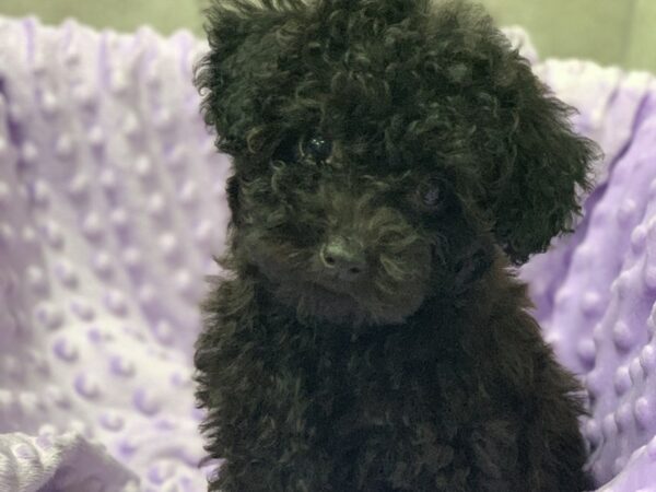 Miniature Poodle-DOG-Female-Black & White-1331-Petland Katy - Houston, Texas