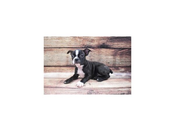 Boston Terrier-DOG-Female-Black Brindle and White-1339-Petland Katy - Houston, Texas