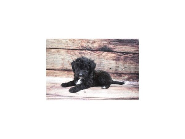 Shetland Sheepdog/Poodle-DOG-Female-Black-1341-Petland Katy - Houston, Texas