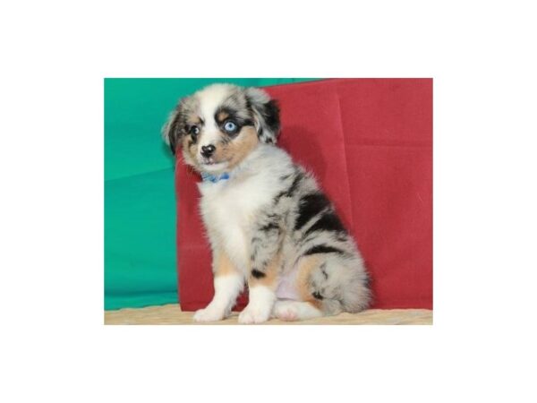 Miniature Australian Shepherd-DOG-Male-Blue Merle-1350-Petland Katy - Houston, Texas