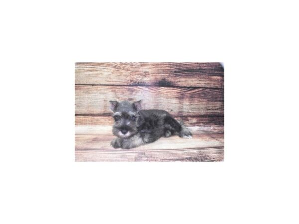 Miniature Schnauzer-DOG-Male-Black and Silver-1370-Petland Katy - Houston, Texas