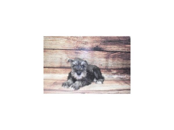 Miniature Schnauzer-DOG-Female-Black and Silver-1371-Petland Katy - Houston, Texas