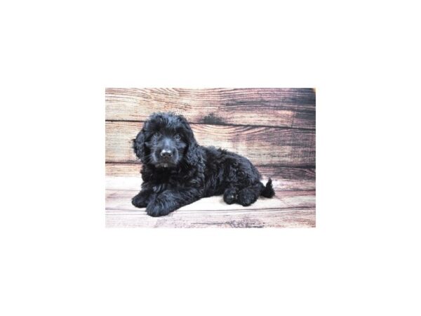 Mini Goldendoodle-DOG-Male-Black-1377-Petland Katy - Houston, Texas