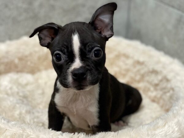 Boston Terrier-DOG-Female-Black & White-1383-Petland Katy - Houston, Texas