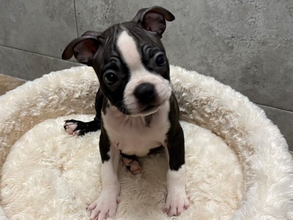 Boston Terrier-DOG-Male-Black & White-1384-Petland Katy - Houston, Texas