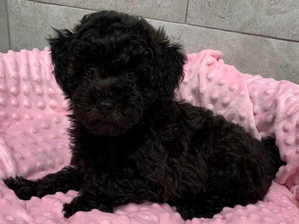 Miniature Poodle-DOG-Female-Black-1385-Petland Katy - Houston, Texas