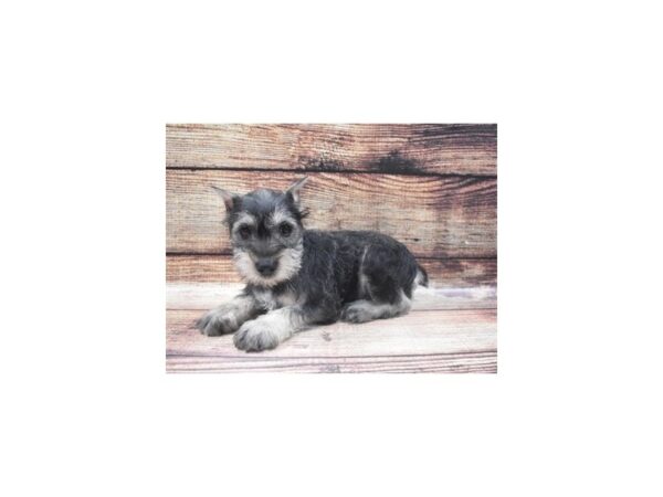 Miniature Schnauzer-DOG-Female-Black and Silver-1413-Petland Katy - Houston, Texas