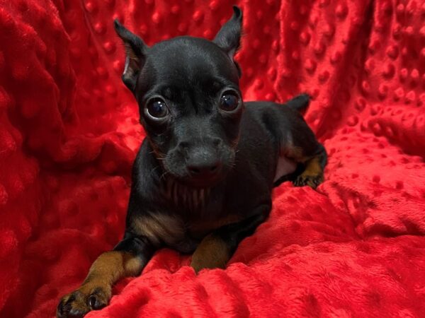 Miniature Pinscher-DOG-Male-Black & Tan-1414-Petland Katy - Houston, Texas