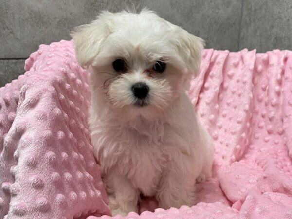 Maltese-DOG-Female-White-1398-Petland Katy - Houston, Texas