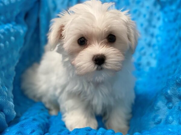 Maltese-DOG-Female-White-1397-Petland Katy - Houston, Texas