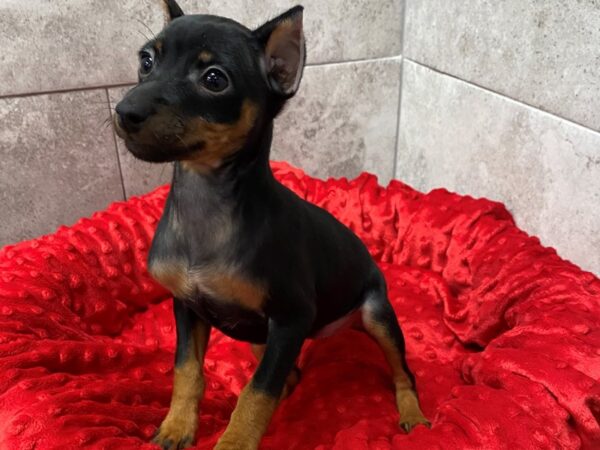 Miniature Pinscher-DOG-Female-Black & Tan-1415-Petland Katy - Houston, Texas