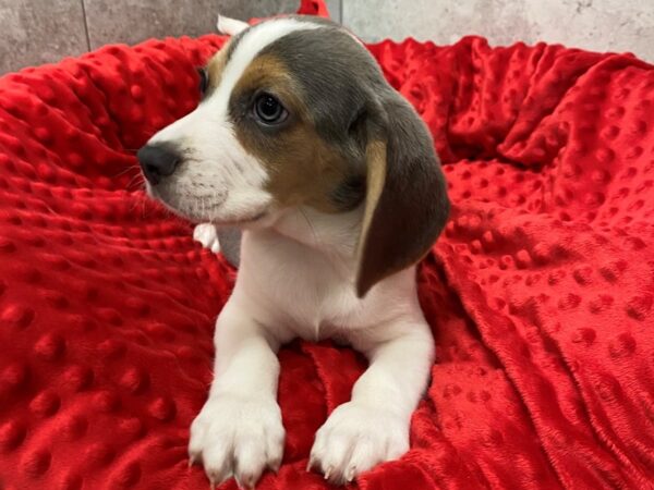 Beagle-DOG-Male-Blue Tri-1409-Petland Katy - Houston, Texas