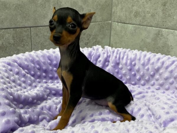 Miniature Pinscher-DOG-Female-Black & Tan-1432-Petland Katy - Houston, Texas