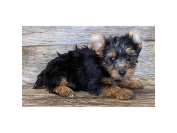 Yorkshire Terrier-DOG-Male-Black & Tan-1448-Petland Katy - Houston, Texas