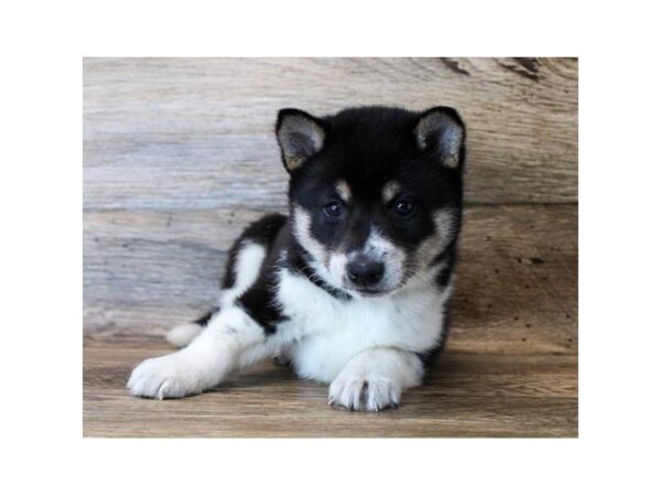 Shiba Inu-DOG-Female-Black White & Tan-1449-Petland Katy - Houston, Texas