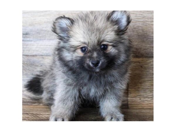 Pomeranian-DOG-Male-Sable-1446-Petland Katy - Houston, Texas